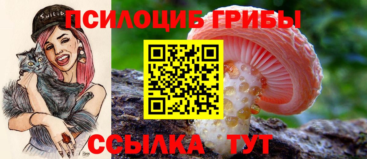 Железногорск  Псилоцибиновые грибы Psilocybe  Вход с VPN 